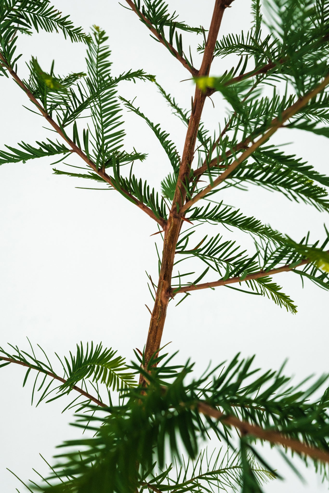 Xl Tree Montezuma Cypress | XL Tree Seedling – The Jonsteen Company