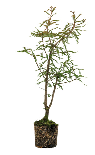 Bonsai Special | Montezuma Cypress (A4)