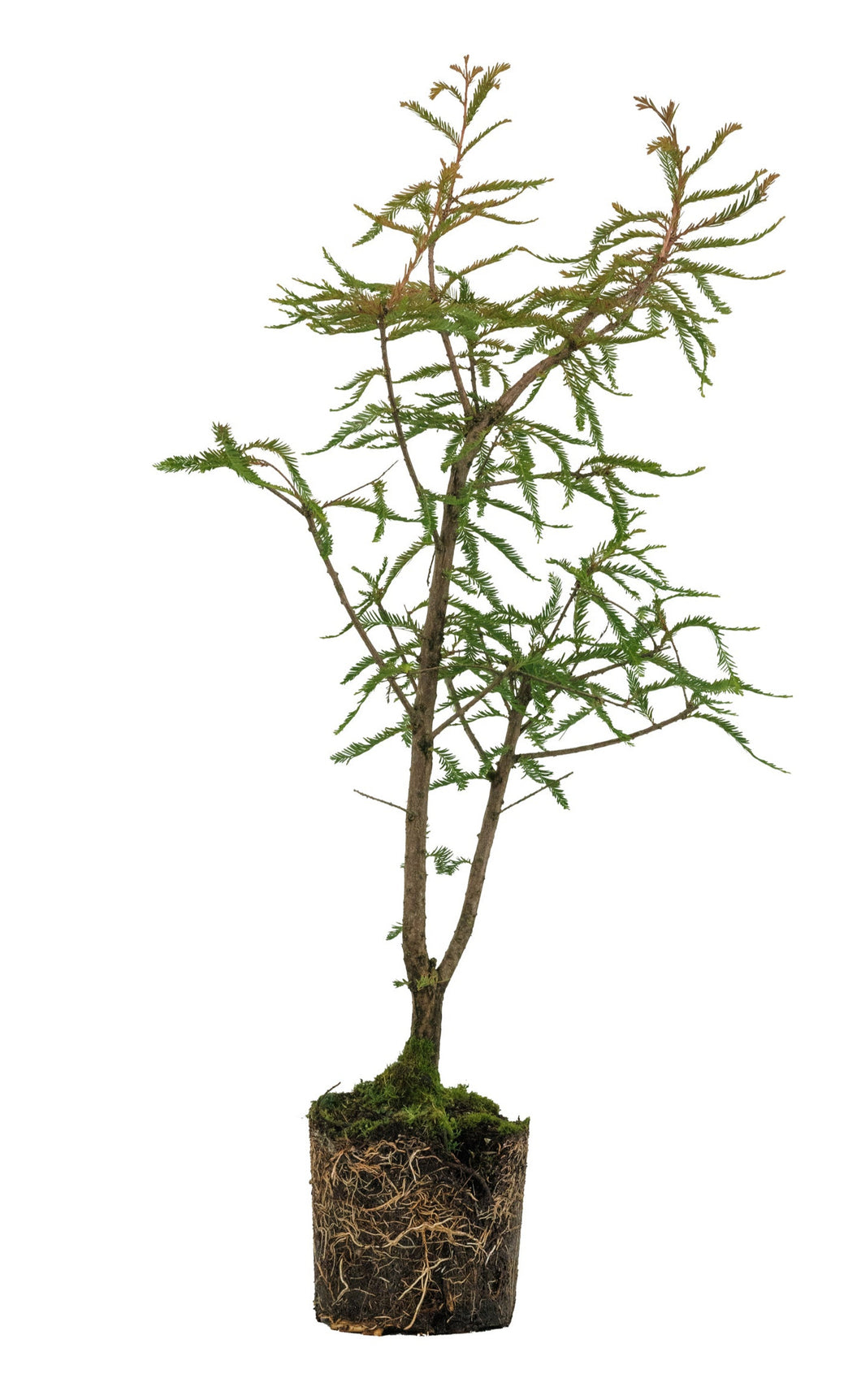 Bonsai Special | Montezuma Cypress (A4)