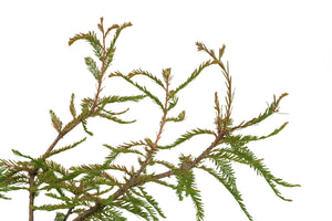 Bonsai Special | Montezuma Cypress (A4)