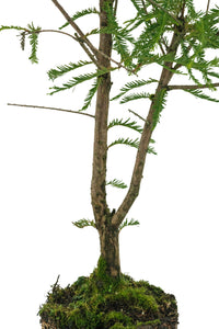 Bonsai Special | Montezuma Cypress (A4)