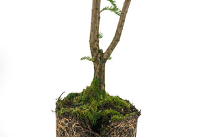 Bonsai Special | Montezuma Cypress (A4)