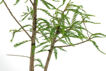 Load image into Gallery viewer, Bonsai Special | Montezuma Cypress (A4)