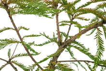Load image into Gallery viewer, Bonsai Special | Montezuma Cypress (A4)