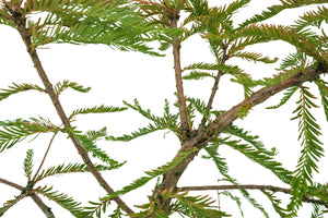 Bonsai Special | Montezuma Cypress (A4)