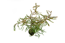 Load image into Gallery viewer, Bonsai Special | Montezuma Cypress (A4)