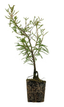 Load image into Gallery viewer, Bonsai Special | Montezuma Cypress (A9)