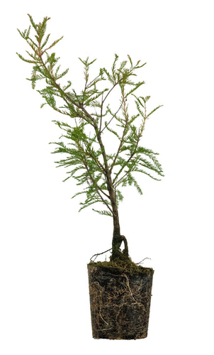 Bonsai Special | Montezuma Cypress (A9)