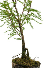 Load image into Gallery viewer, Bonsai Special | Montezuma Cypress (A9)