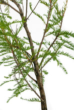 Load image into Gallery viewer, Bonsai Special | Montezuma Cypress (A9)