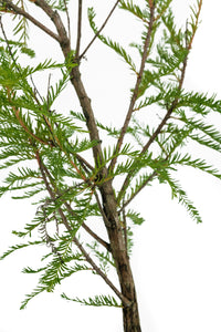 Bonsai Special | Montezuma Cypress (A9)