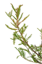 Load image into Gallery viewer, Bonsai Special | Montezuma Cypress (A9)