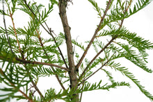 Load image into Gallery viewer, Bonsai Special | Montezuma Cypress (A9)