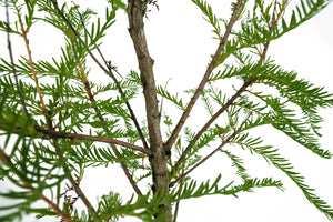 Bonsai Special | Montezuma Cypress (A9)