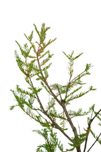 Load image into Gallery viewer, Bonsai Special | Montezuma Cypress (A9)