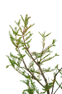 Bonsai Special | Montezuma Cypress (A9)