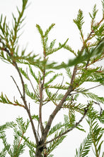 Load image into Gallery viewer, Bonsai Special | Montezuma Cypress (A9)