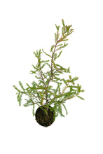 Load image into Gallery viewer, Bonsai Special | Montezuma Cypress (A9)