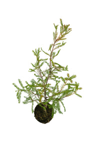 Bonsai Special | Montezuma Cypress (A9)