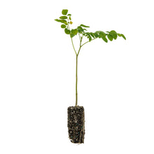 Load image into Gallery viewer, Drumstick Tree | Medium Tree Seedling