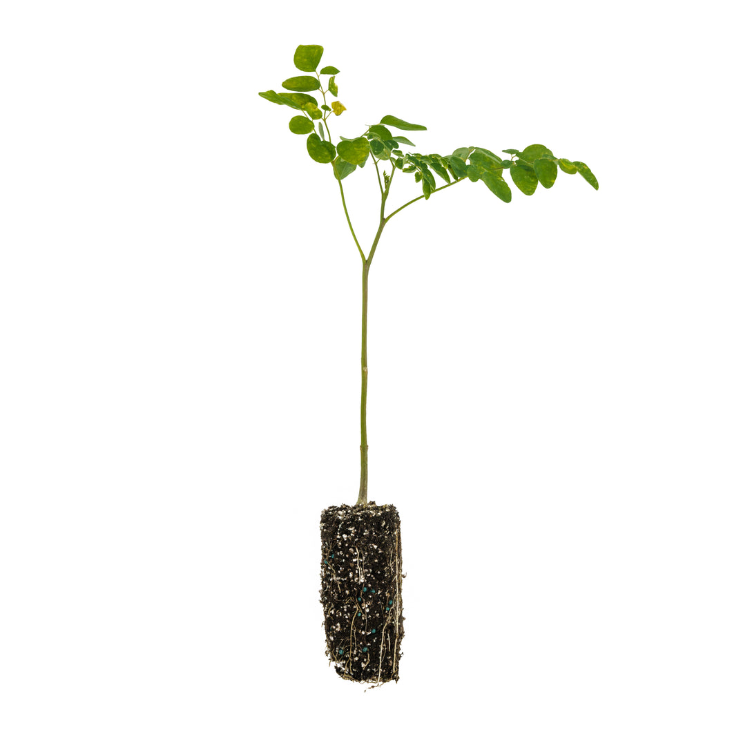 Drumstick Tree | Medium Tree Seedling