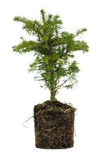 Load image into Gallery viewer, Bonsai Special | Noble Fir (B7)