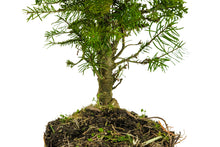 Load image into Gallery viewer, Bonsai Special | Noble Fir (B7)