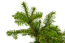 Load image into Gallery viewer, Bonsai Special | Noble Fir (B7)