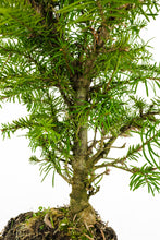 Load image into Gallery viewer, Bonsai Special | Noble Fir (B7)
