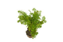 Load image into Gallery viewer, Bonsai Special | Noble Fir (B7)