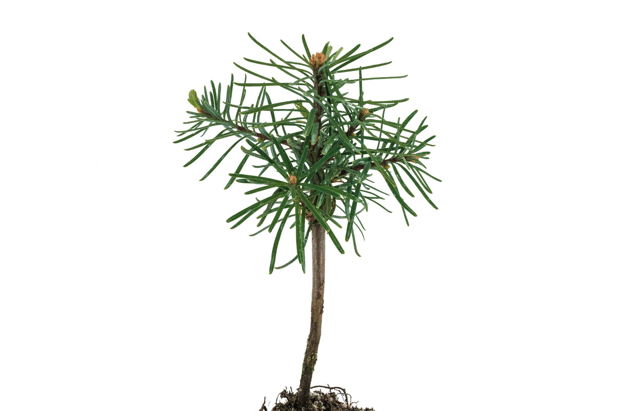 Noble Fir | Small Tree Seedling – The Jonsteen Company
