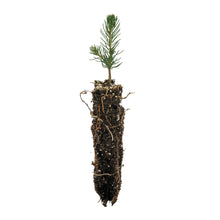Load image into Gallery viewer, Norway Spruce | Small Tree Seedling | The Jonsteen Company