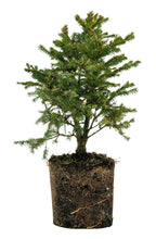 Load image into Gallery viewer, Bonsai Special | Norway Spruce (A2)