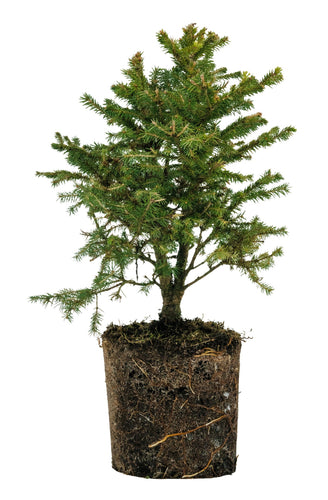 Bonsai Special | Norway Spruce (A2)