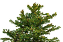 Load image into Gallery viewer, Bonsai Special | Norway Spruce (A2)