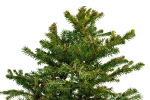 Bonsai Special | Norway Spruce (A2)