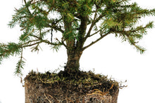 Load image into Gallery viewer, Bonsai Special | Norway Spruce (A2)