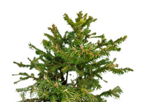 Load image into Gallery viewer, Bonsai Special | Norway Spruce (A2)