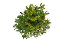 Load image into Gallery viewer, Bonsai Special | Norway Spruce (A2)