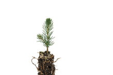 Load image into Gallery viewer, Norway Spruce | Small Tree Seedling | The Jonsteen Company