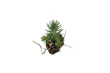 Load image into Gallery viewer, Norway Spruce | Small Tree Seedling | The Jonsteen Company