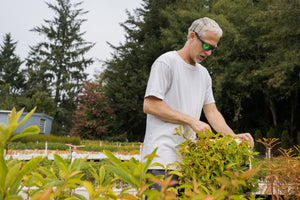 Flowering Cherry | Lot of 30 Tree Seedlings