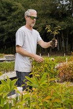 Load image into Gallery viewer, Flowering Cherry | Lot of 30 Tree Seedlings