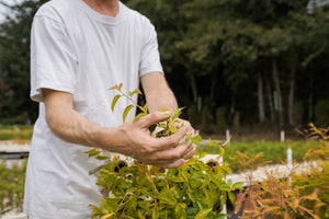 Flowering Cherry | Lot of 30 Tree Seedlings