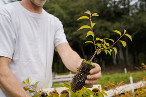 Flowering Cherry | Lot of 30 Tree Seedlings