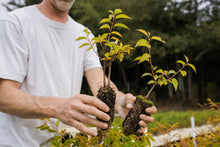 Load image into Gallery viewer, Flowering Cherry | Lot of 30 Tree Seedlings