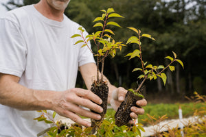 Flowering Cherry | Lot of 30 Tree Seedlings