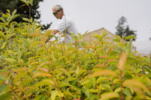 Load image into Gallery viewer, Flowering Cherry | Lot of 30 Tree Seedlings