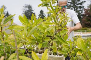 Sweetbay Magnolia | Lot of 30 Tree Seedlings