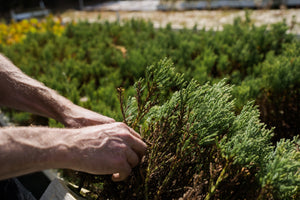 Giant Sequoia | Lot of 30 Tree Seedlings